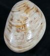 Wide Fossil Clam - Jurassic #9797-1